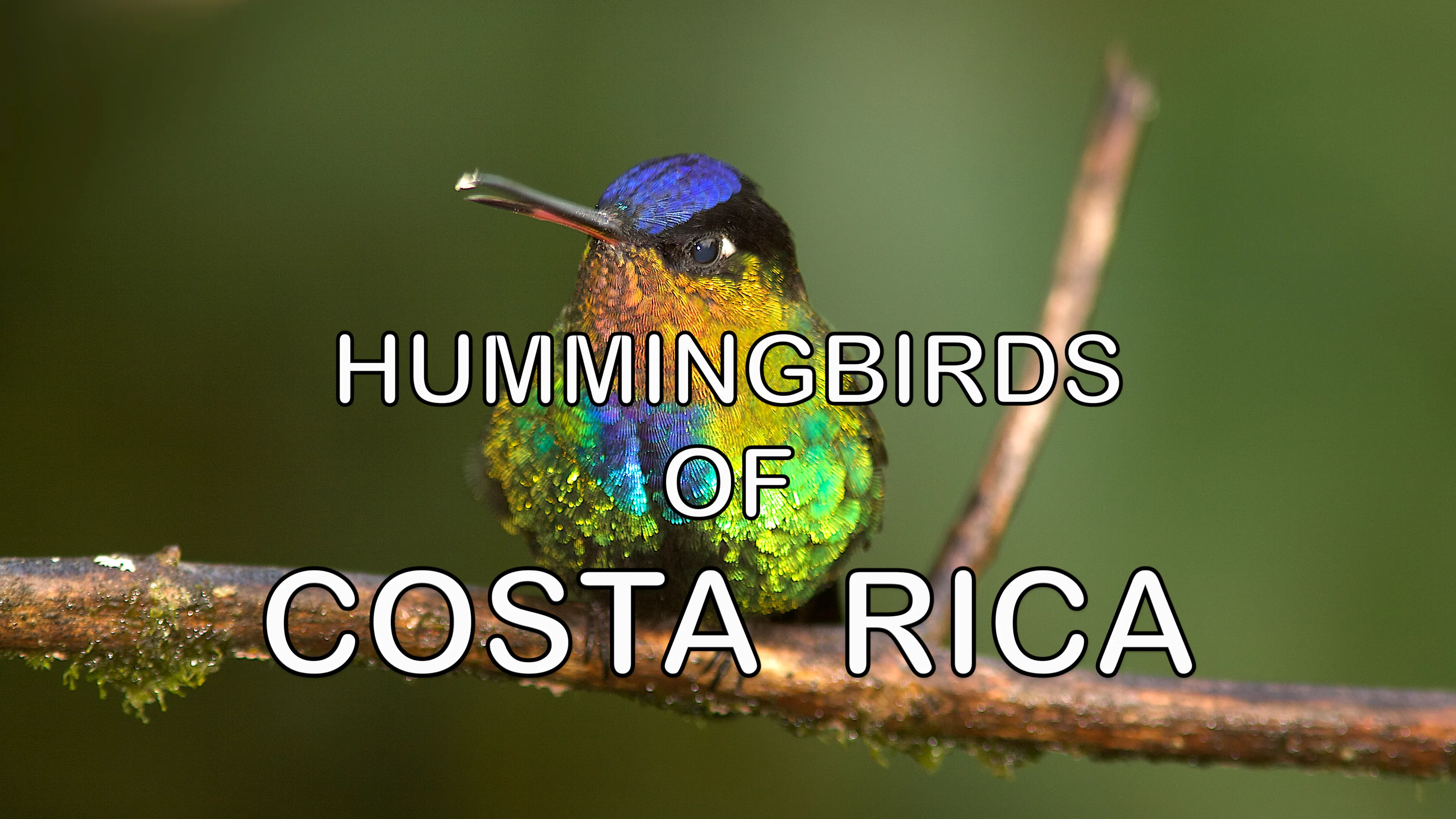 Hummingbirds of Costa Rica poster